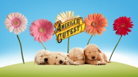 America's Cutest Pets