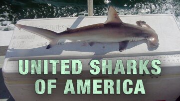 United Sharks of America