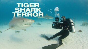 Tiger Shark Terror
