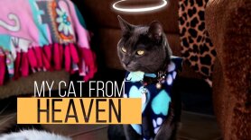 My Cat From Heaven
