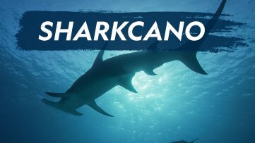 Shark-cano