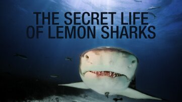 The Secret Life of Lemon Sharks